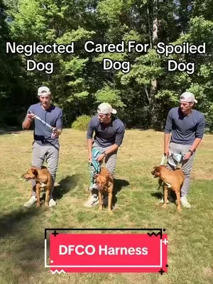 The Australian harness is amazing! 🦮 #dogparents #tiktokshopcreatorpicks #wearedogfriendlyco #nopullharness #dogharness 