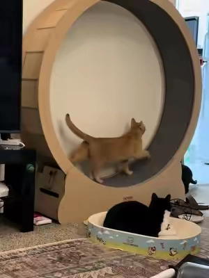 Highly recommend this kitty wheel 🐱 the cats love it so much #cat #catsoftiktok #catlover #cattok #cats 