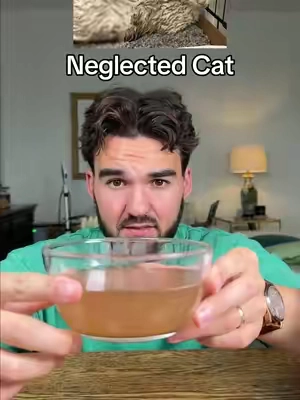 Which cat do you have?  #tiktokshopstockup 