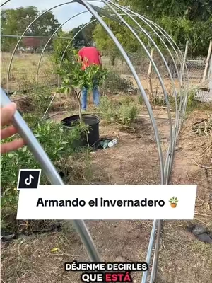 Invernadero para proteger las plantas 🪴de las heladas en invierno, ❄️un túnel Super grande 20 × 10, siete pies de alto  en diferente size. Échale un vistazo al carrito naranja. #greenhouse #vevor #tiktokshopstockup #tiktokshopcreatorpicks 