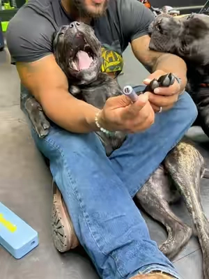 Bath day means grooming day 🛁🐾 and nail care is part of the routine. I use this Fanttik nail grinder on everybody from the little puppy chaos all the way up to Reaper, my 150 lb Corso. Getting your pup comfortable with having their paws handled early makes nail day WAY easier later on. She couldn’t care less about the grinder… she’s too busy plotting how to terrorize her big brother 😂 Fresh out of the bath, still squirrely, still a little crackhead, but the nails are getting done. #DogGrooming #PuppyTraining #NailGrinder #CaneCorso #DogTok