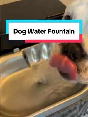 Like clockwork! Gotta hold it til I get back Miss Poppy! #dogwater #dogwaterfountain #puppylife #petfountain #dogfountain 