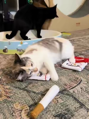 My little catnip stoners 😸🍃💨 #cat #catsoftiktok #catlover #cattok #cats 