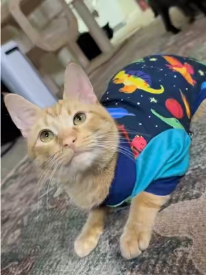 My little model 🐈 #cat #catsoftiktok #catlover #cattok #cats 