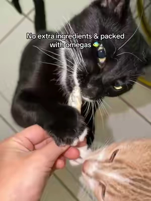 They go crazy for these!  #minnows #healthycattreats #cattreats 
