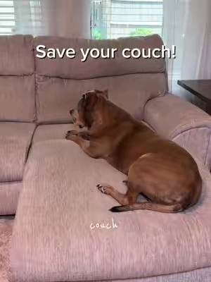 Save your couch with this!